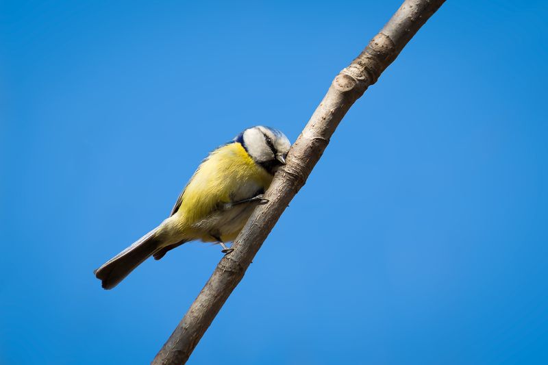 синица, blue tit, bird, animal,  Самый застенчивый фото превью