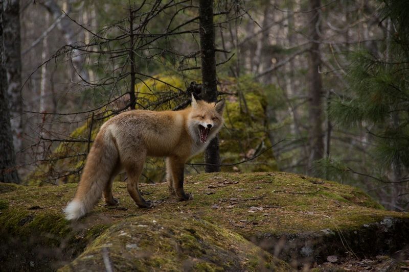 красноярские столбы, лисы, животные, столбы Зевака фото превью