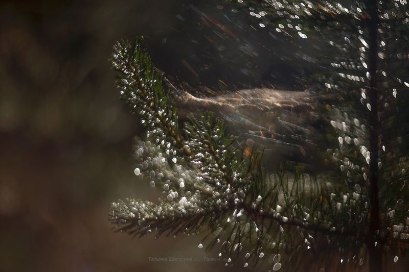 природа, гелиос После ночного дождя фото превью