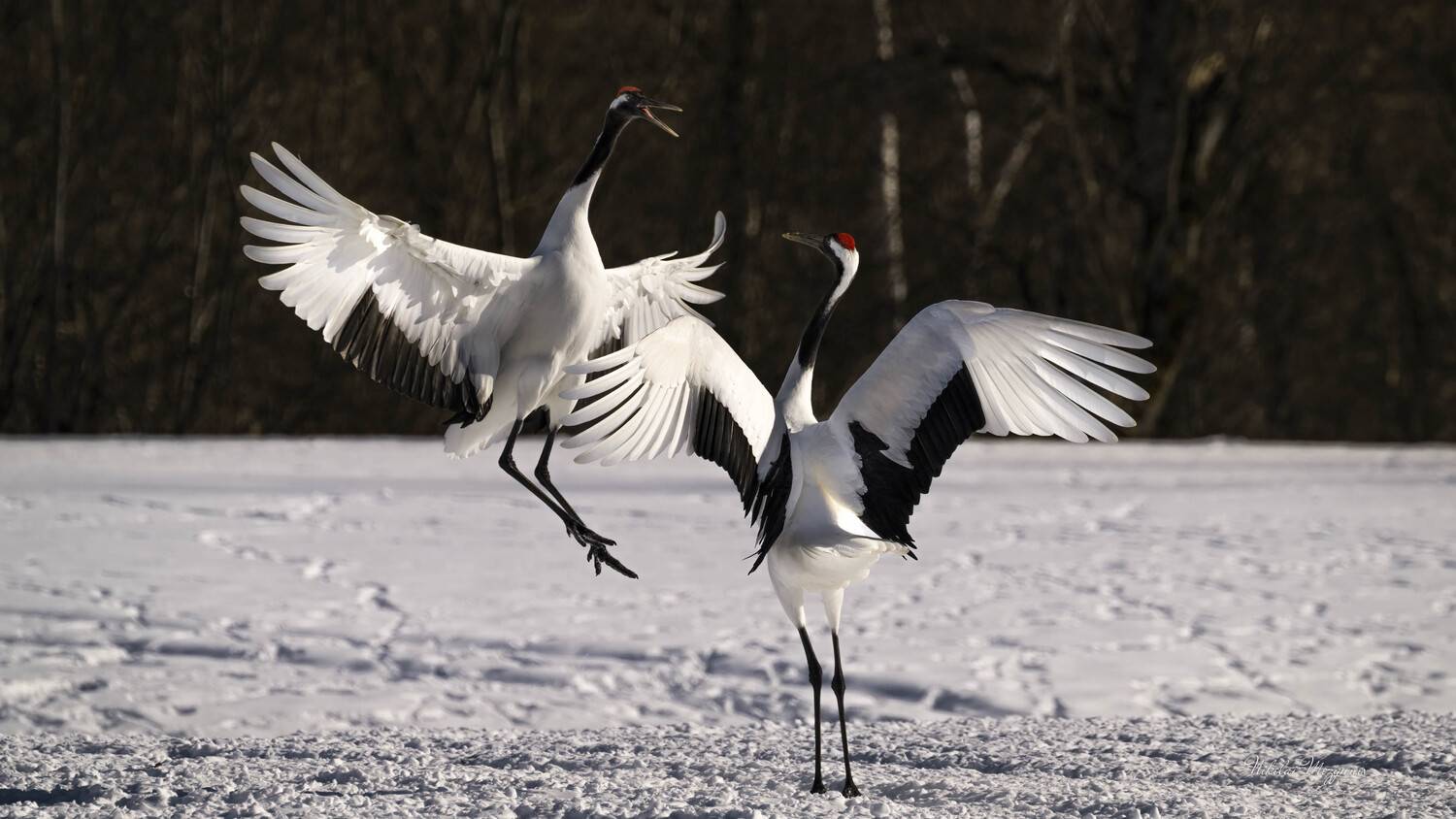 , Николай Мозгунов