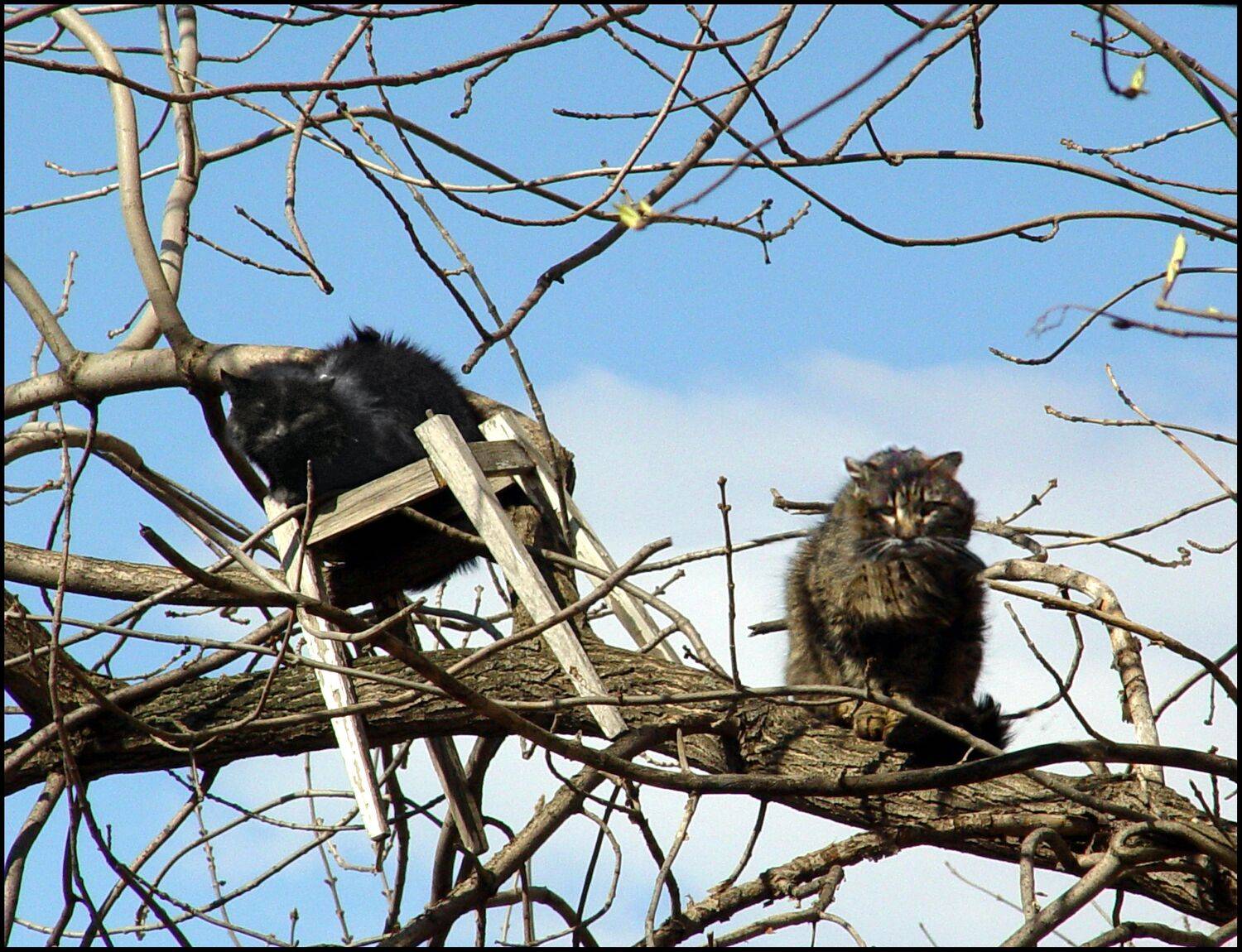 , Меднов Влад