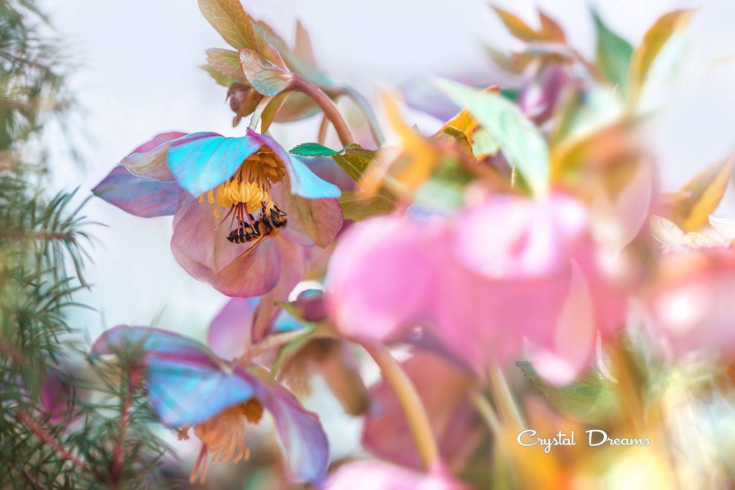 #art, #macro, #crystal_dreams, #color, #ditale, Татьяна Крылова