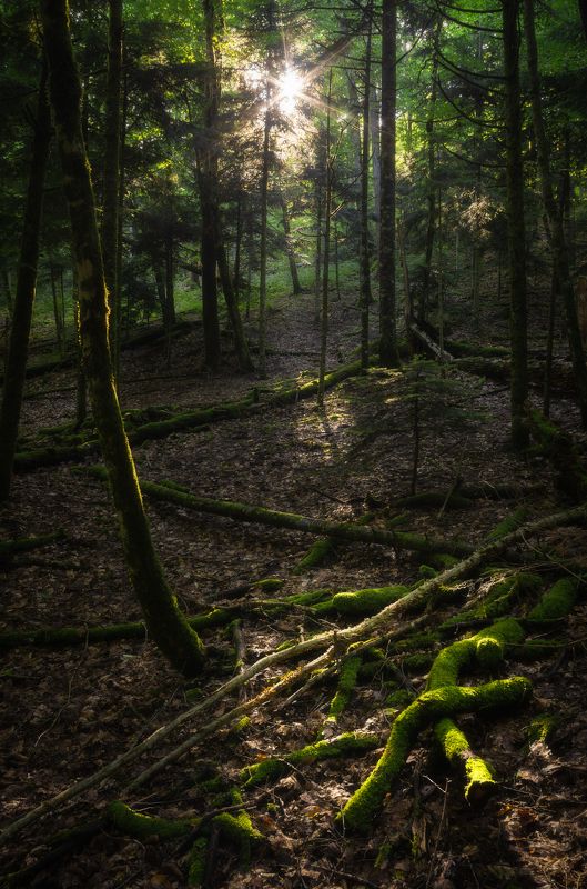 Где-то в лесу фото превью