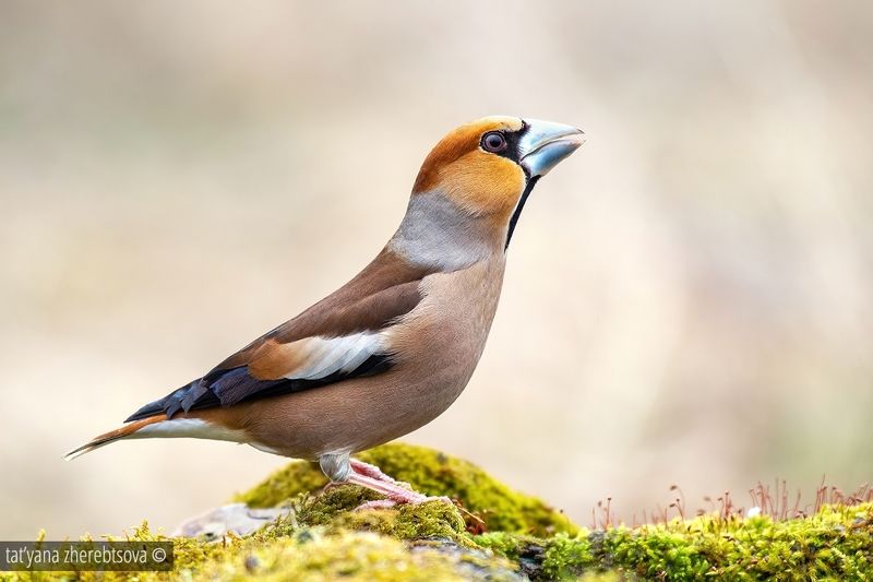 Hawfinch. Дубонос фото превью