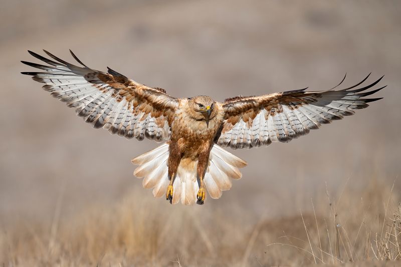 Курганник (Buteo rufinus) фото превью