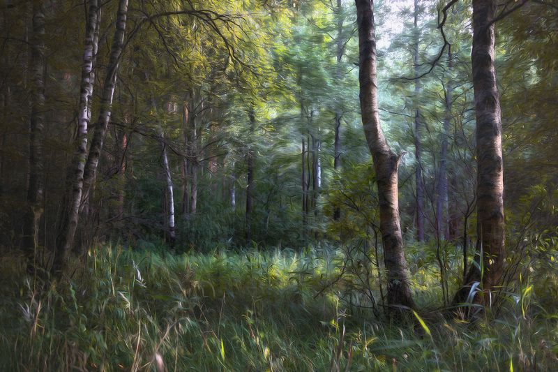 лес, свет, деревья, пейзаж, forest, woodland, trees, landscape, sunlight В конце лета в лесу фото превью