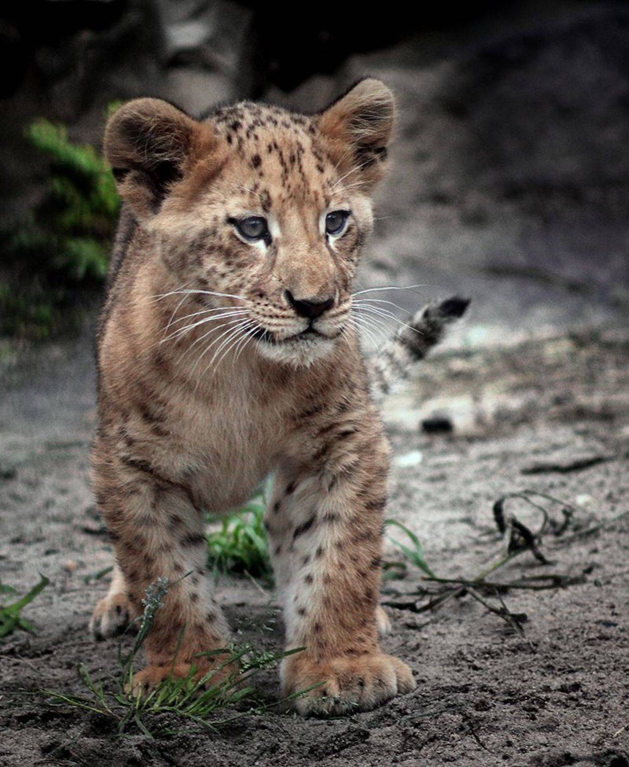 , Алексей Родак