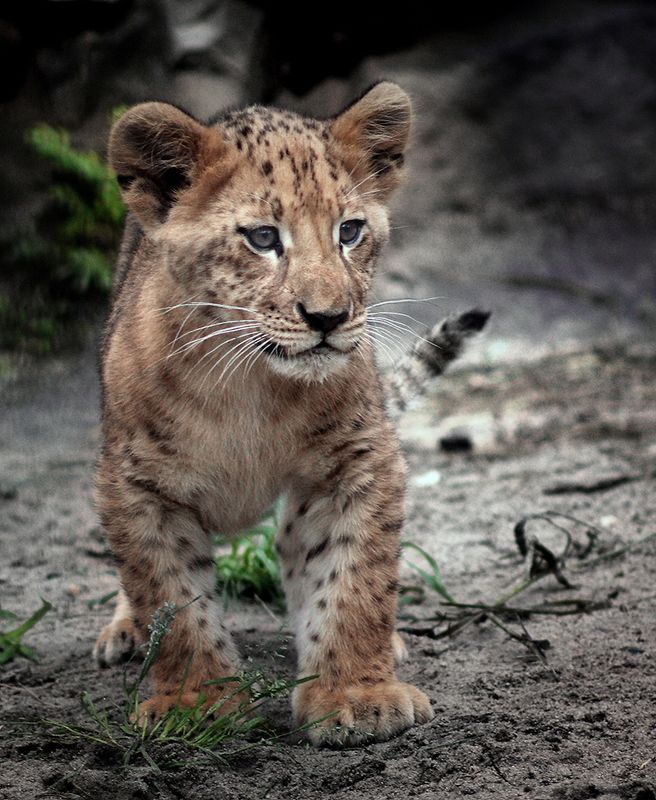 Маленький хищник фото превью