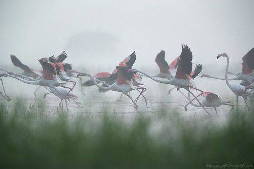 Greater flamingos