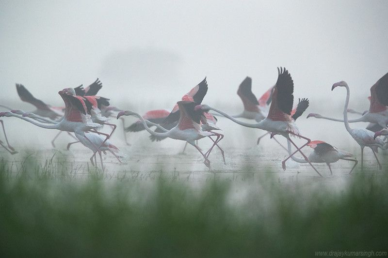 Greater flamingos fog Greater flamingos фото превью