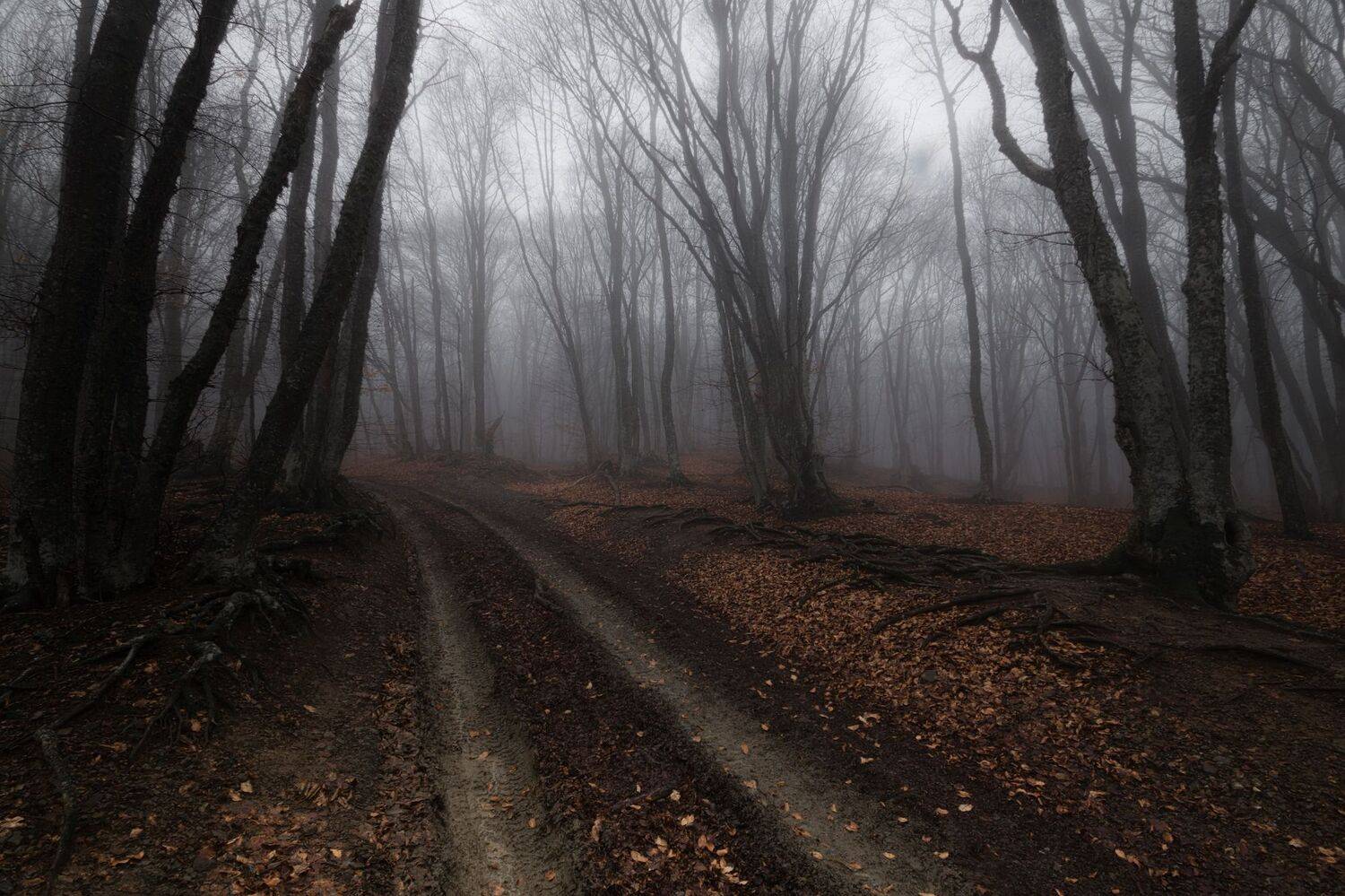 крым, туман,, Черкасов Сергей