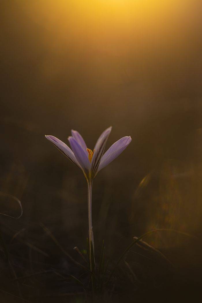 , Илья Михеев