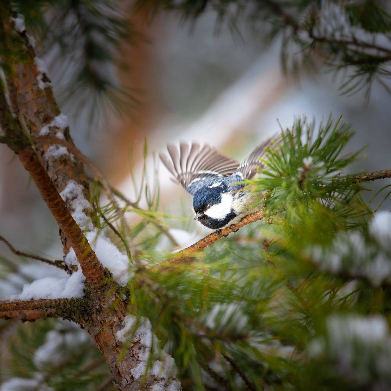 , Чудинин Дмитрий