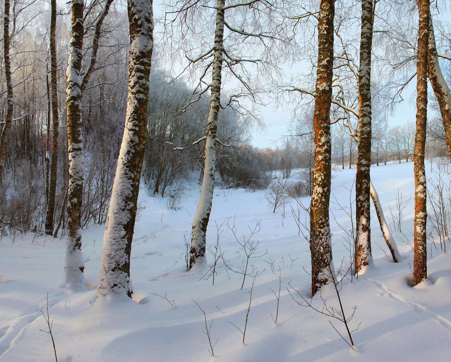 зима , лес, Александр Свистков