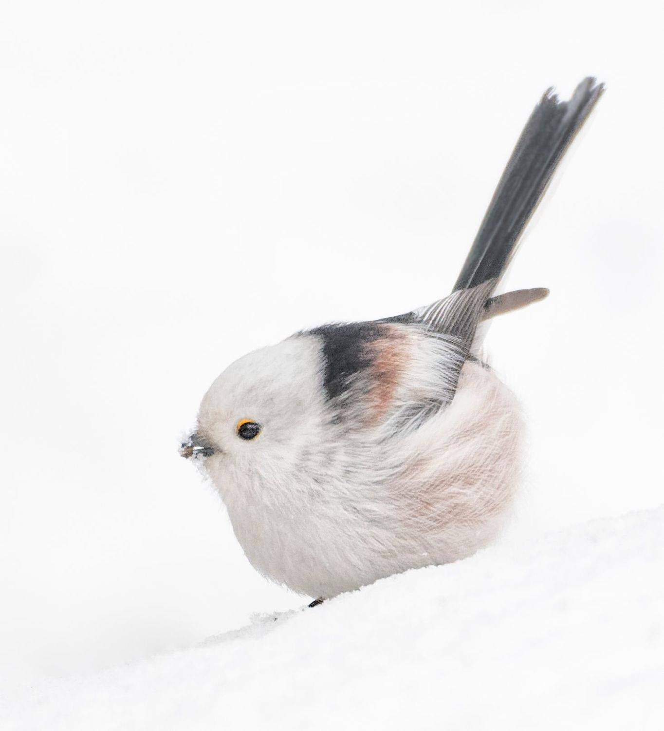 птицы России, птицы Москвы, фотоохота, наблюдение за птицами, птица, птицы, орнитология, nikon, birding, birdwatching, bird freak, Никон Александр