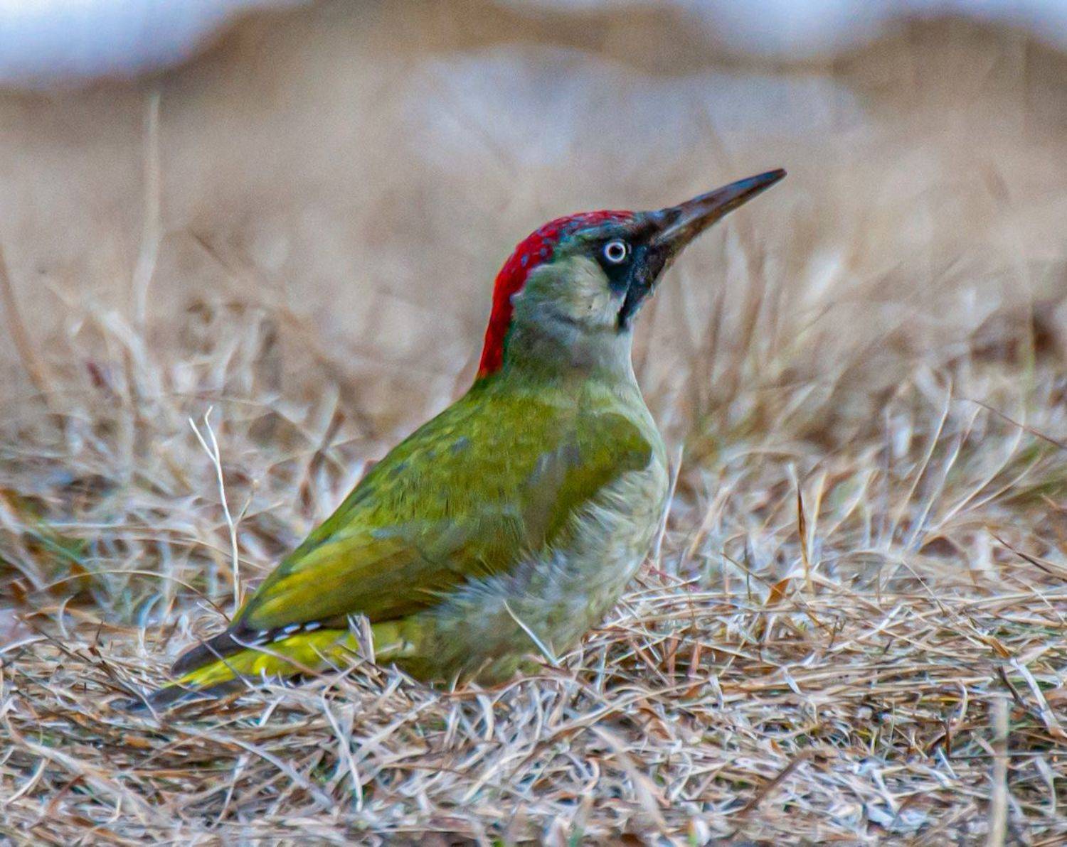 зеленый дятел, дятел, кисловодск, Сергей Савчук
