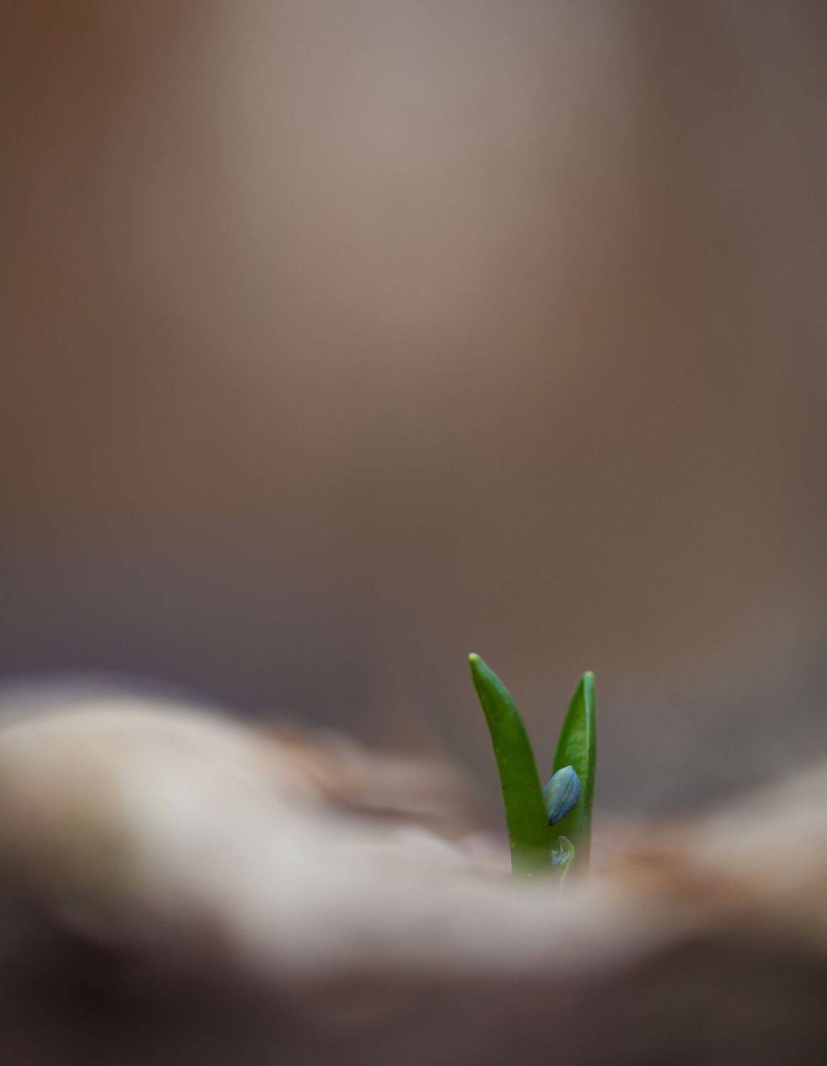 , Викулов Николай