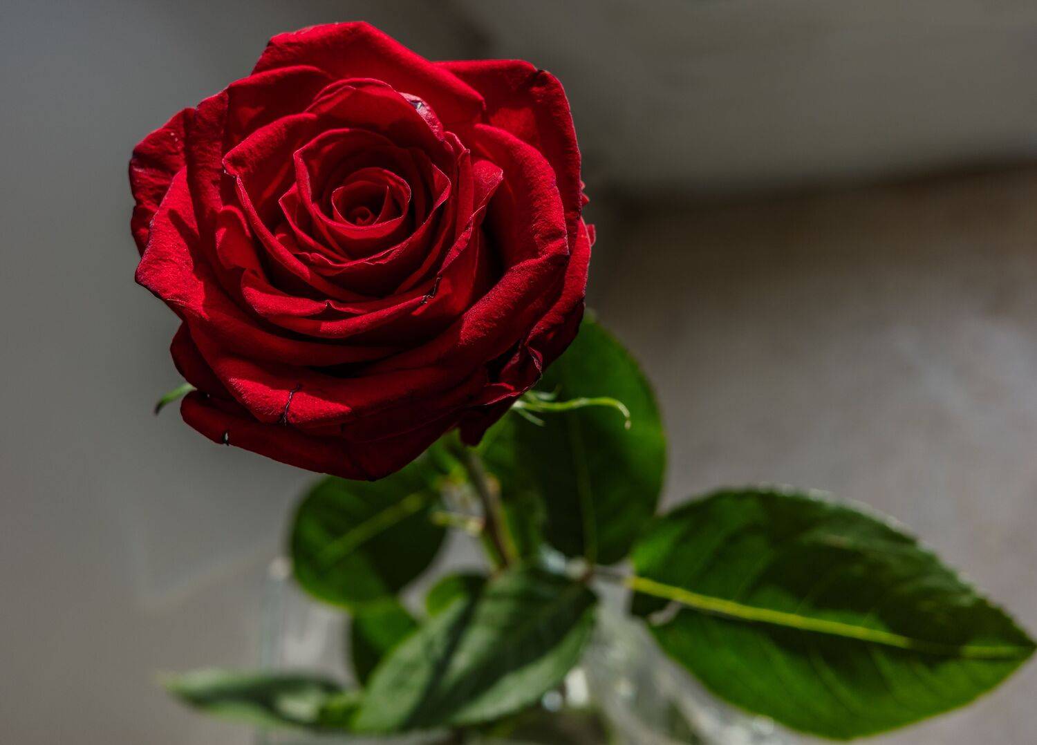 , Курлянцев Алексей