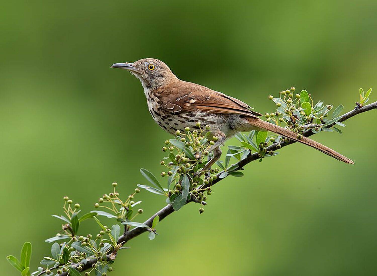 коричневый пересмешник, brown thrasher, пересмешник, весна, Etkind Elizabeth