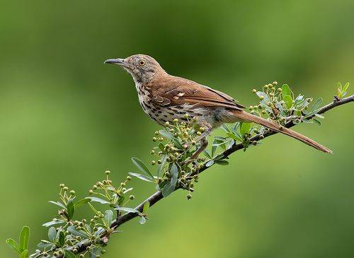 Коричневый пересмешник -Brown Thrasher