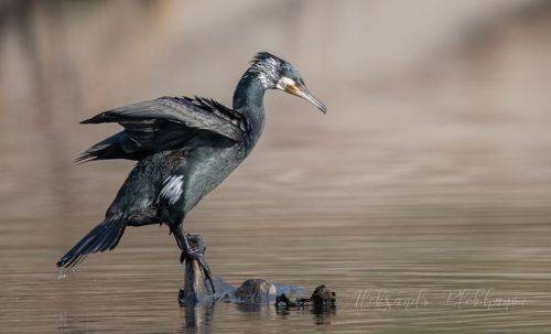 Истории городского водоёма