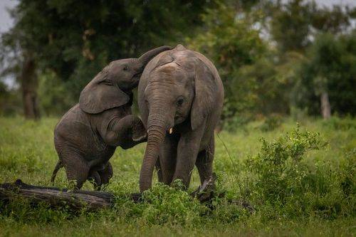 Elephant calves playing