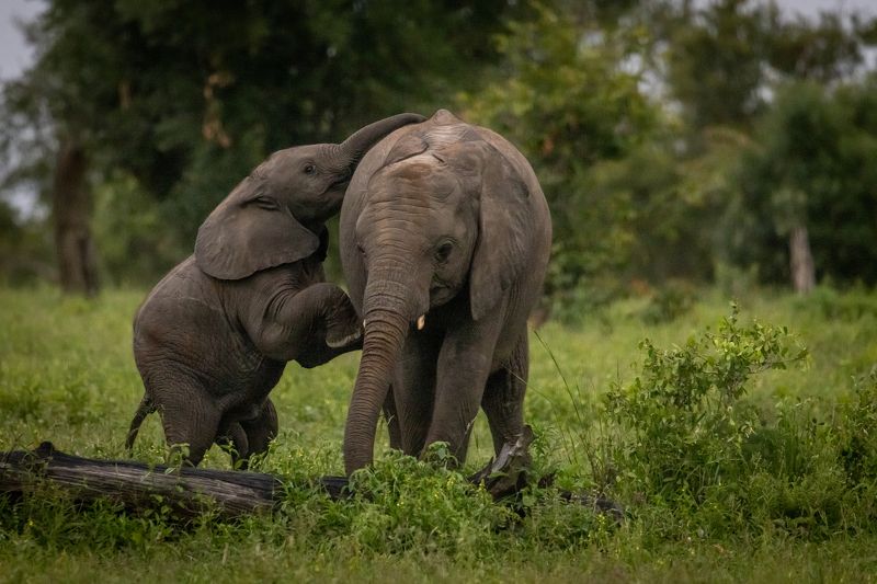 elephant, calf, calves, safari, south africa, mummals Elephant calves playing фото превью