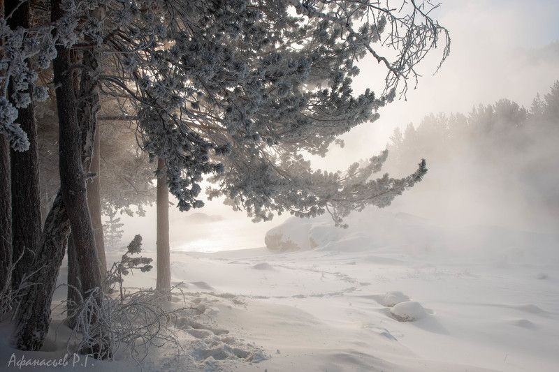 сосновый лес, енисей, хакасия, красноярский край, река, водохранилище Сосновый бор у Енисея фото превью