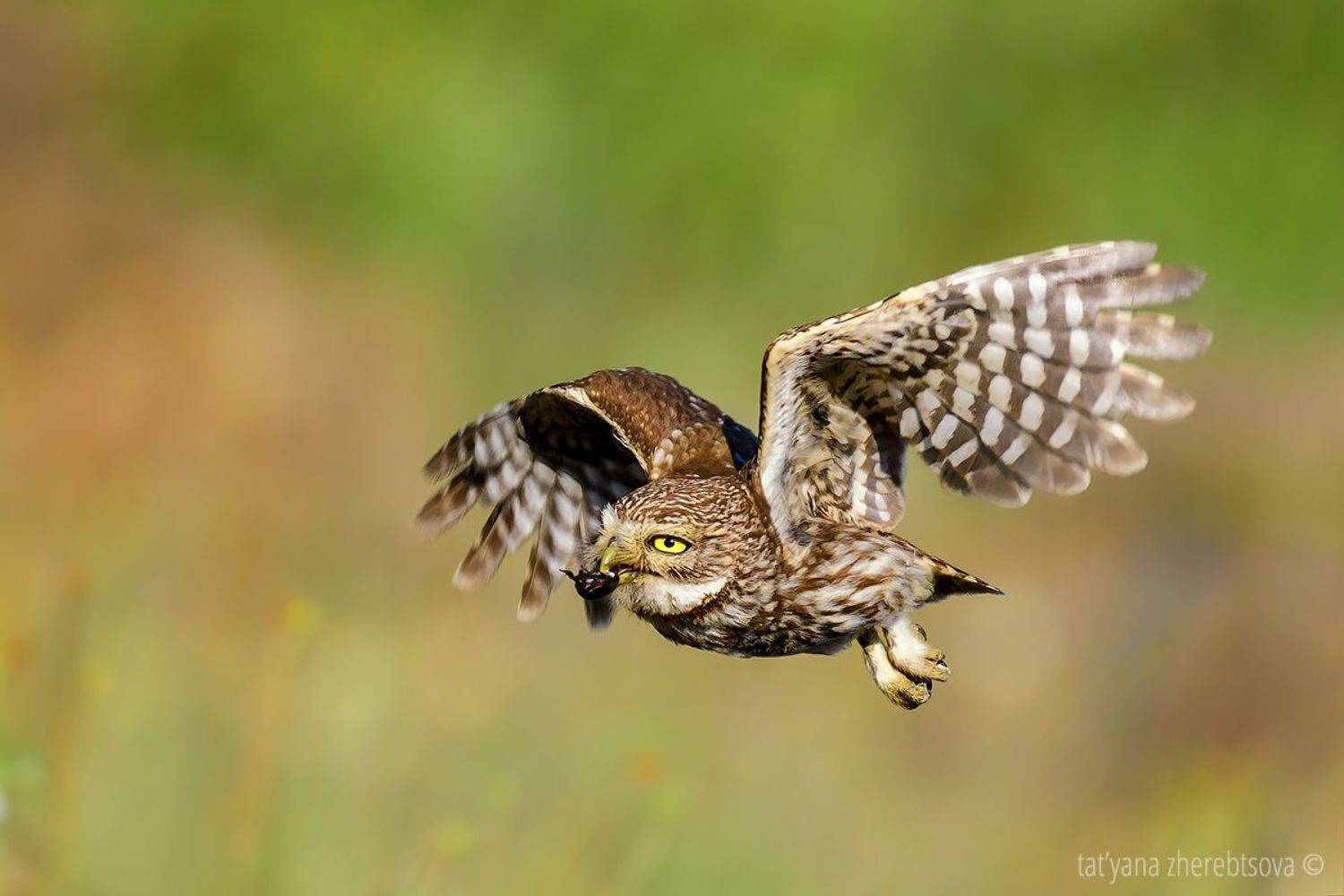 , Татьяна Жеребцова