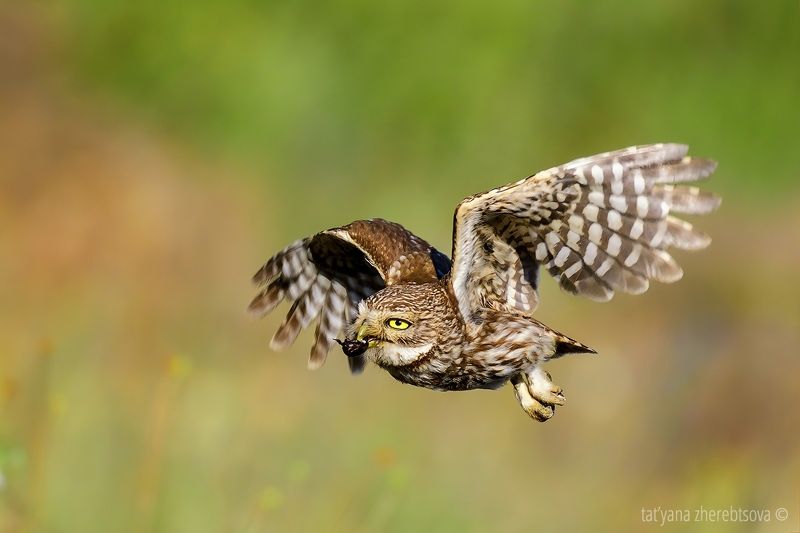 Delivery фото превью