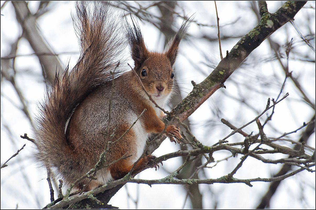 москва, зима, парк, белка, АНАТОЛИЙ ДОВЫДЕНКО