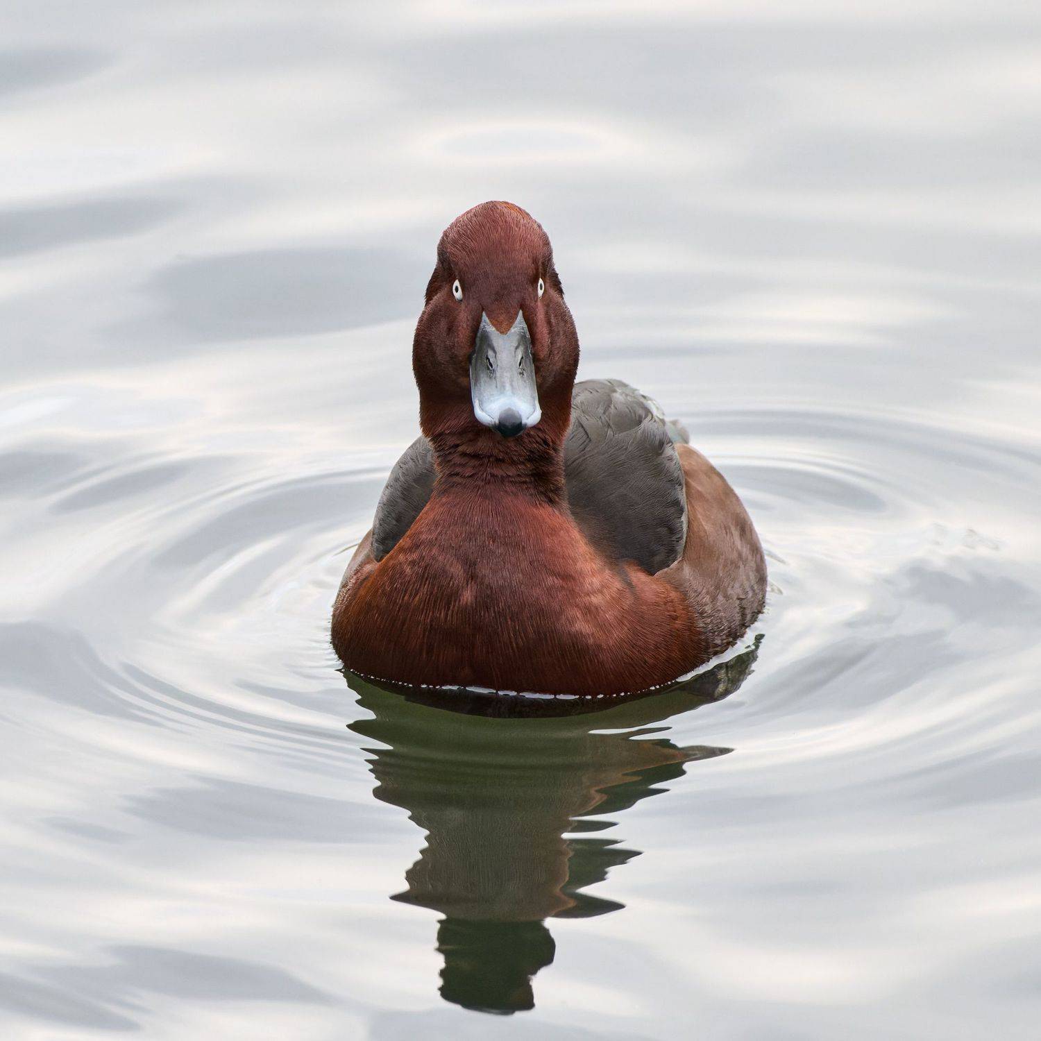 #bird #wildlife #nature #birdphotography, Александр Семенов