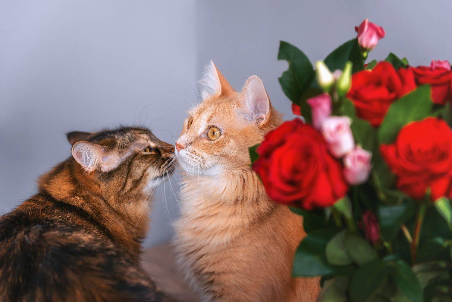 , Мазурева Анастасия