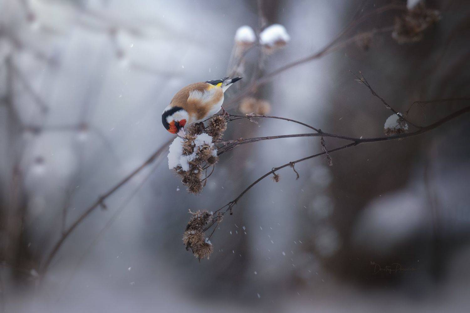 природа, лес, поля, огороды, животные, птицы, макро, Посевич Дмитрий