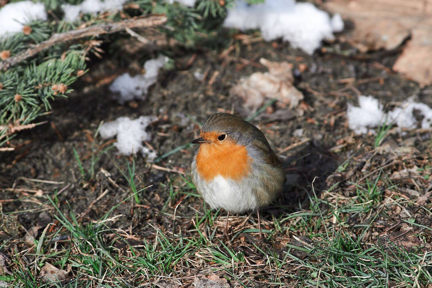 volgograd, russia, wildlife, Erithacus rubecula, , Сторчилов Павел