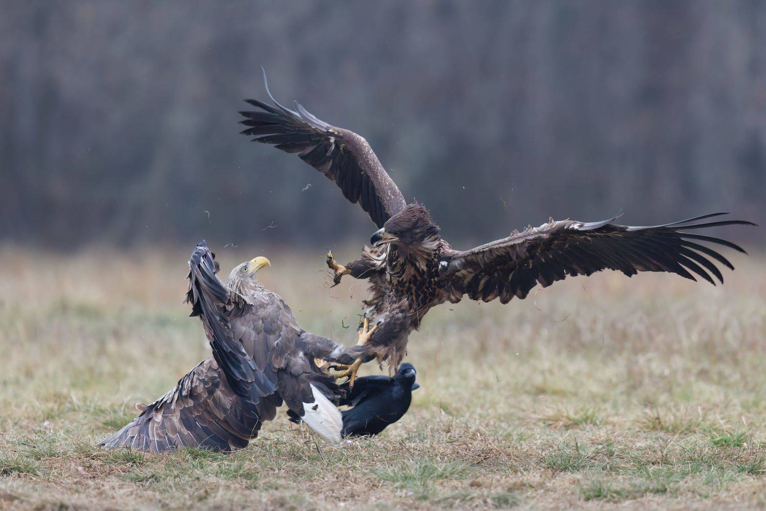 , Фруман Евгений