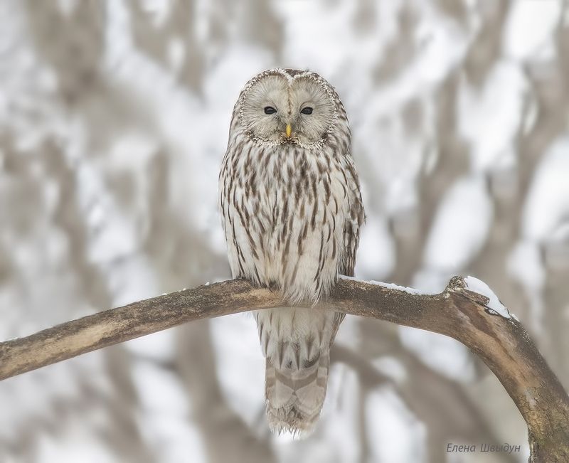 Uralm owl фото превью