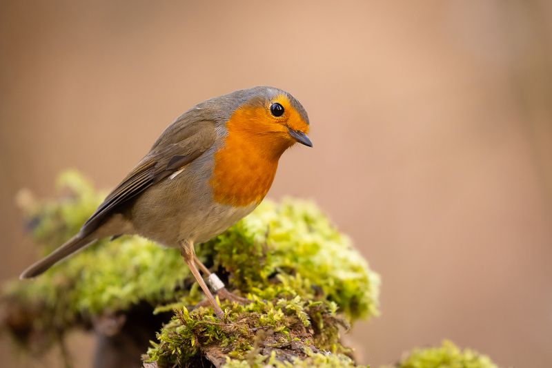 Robin фото превью