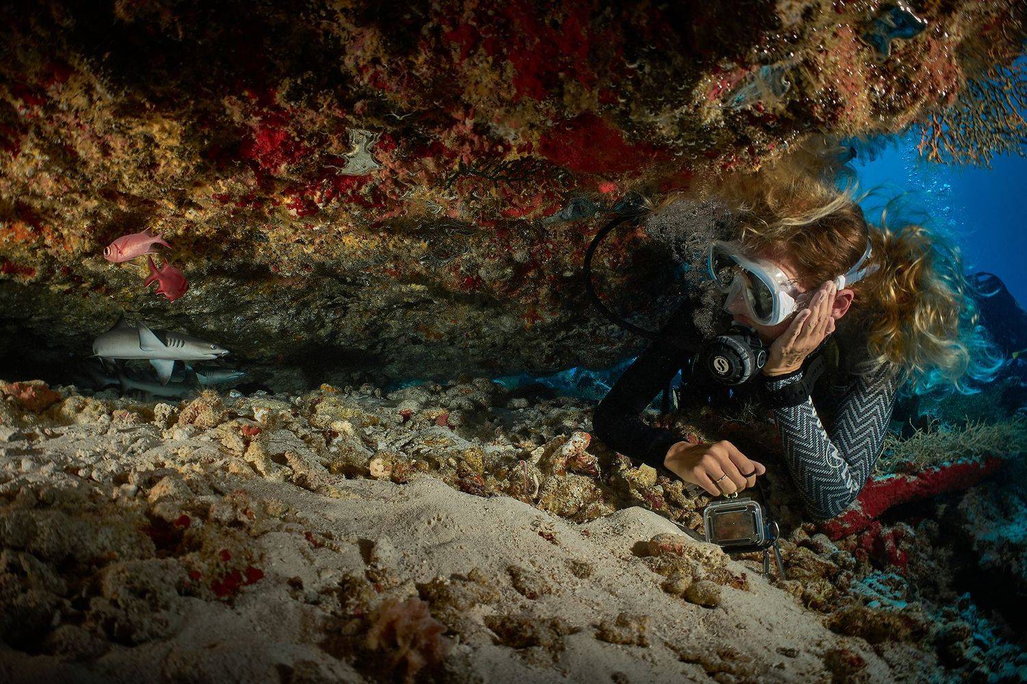 акулы, акула, дайвинг, подводная фотосъемка, фувамула, мальдивы, белоперки, PAVEL PEREPECHAEV