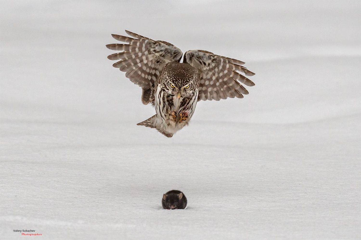 , Валерий Субачев