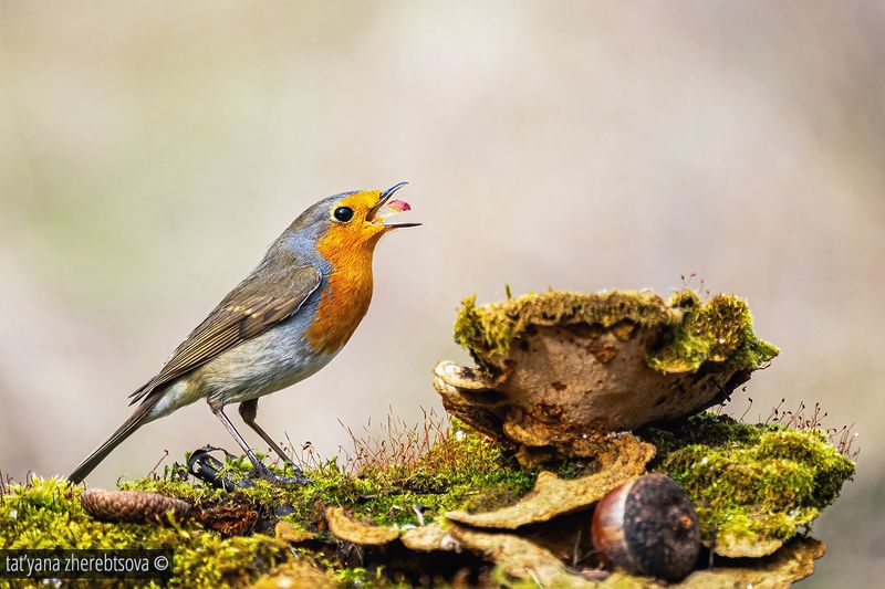 Зарянка фото превью