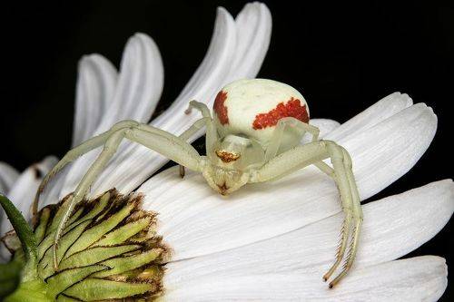Misumena Vatia