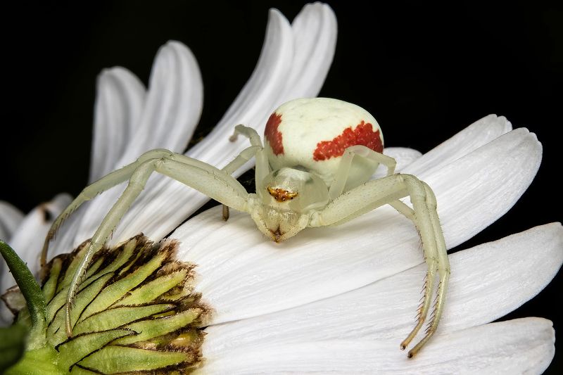 Misumena Vatia фото превью