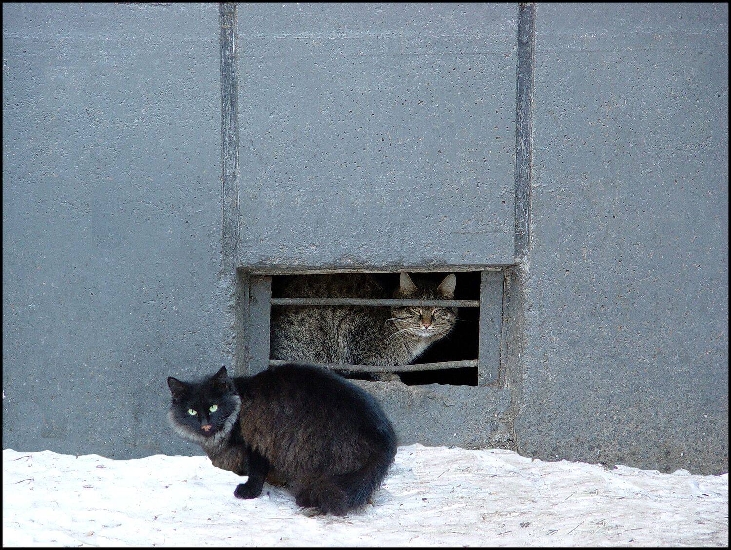 , Меднов Влад