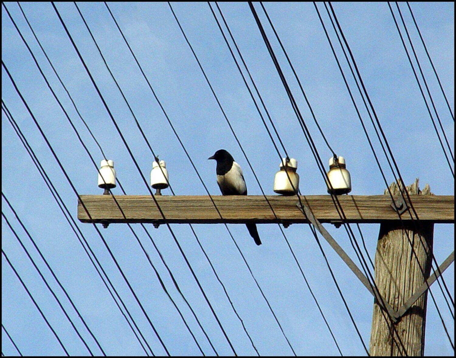 , Меднов Влад