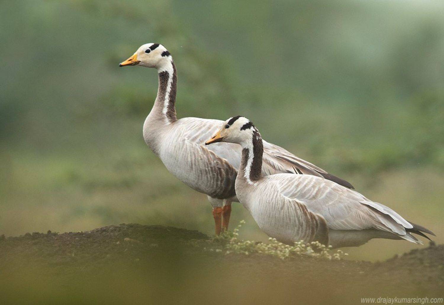 Bar-headed goose, Dr Ajay Kumar Singh