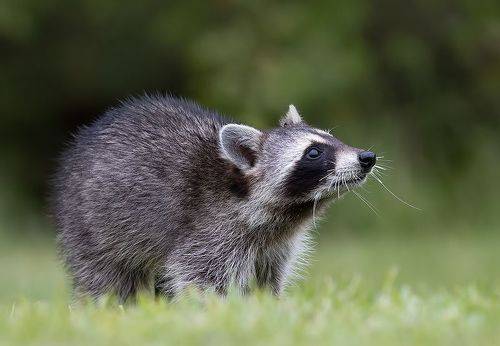 Енот-полоскун -Raccoon