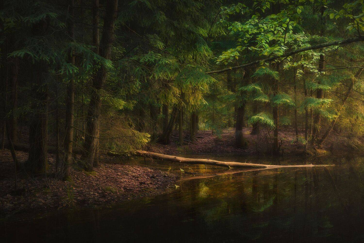 лес, свет, деревья, пейзаж, ручей, forest, woodland, trees, landscape, sunlight, creek, Валерий Вождаев