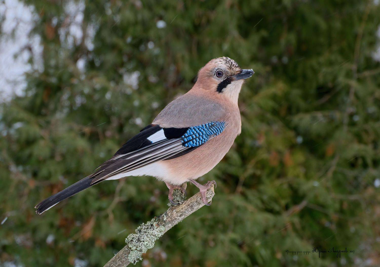 сойка, кареза, соя, врановые, Юрий Андреев