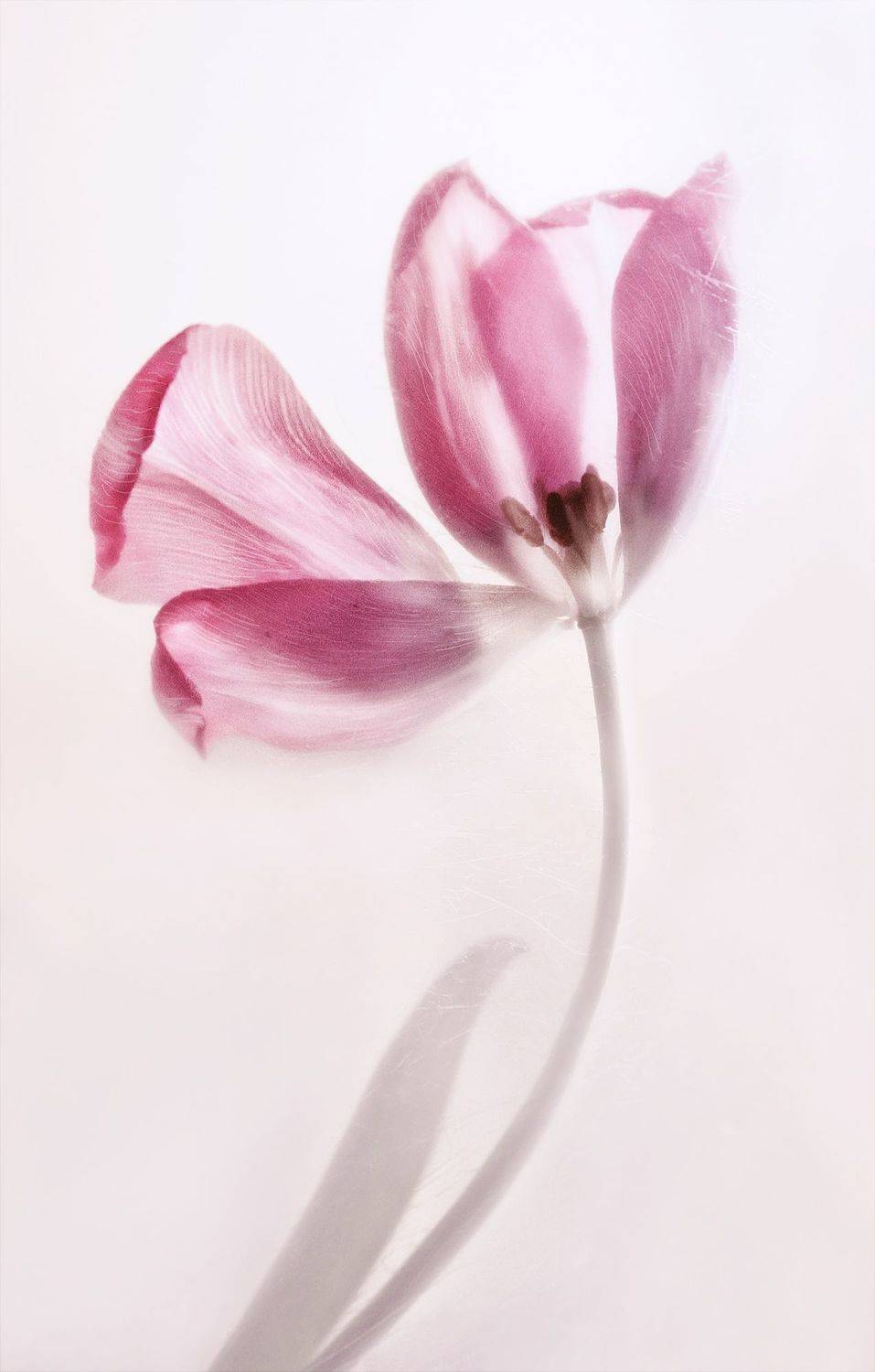 тюльпан, цветок, крупный план, лепестки, нежность, Постонен Екатерина